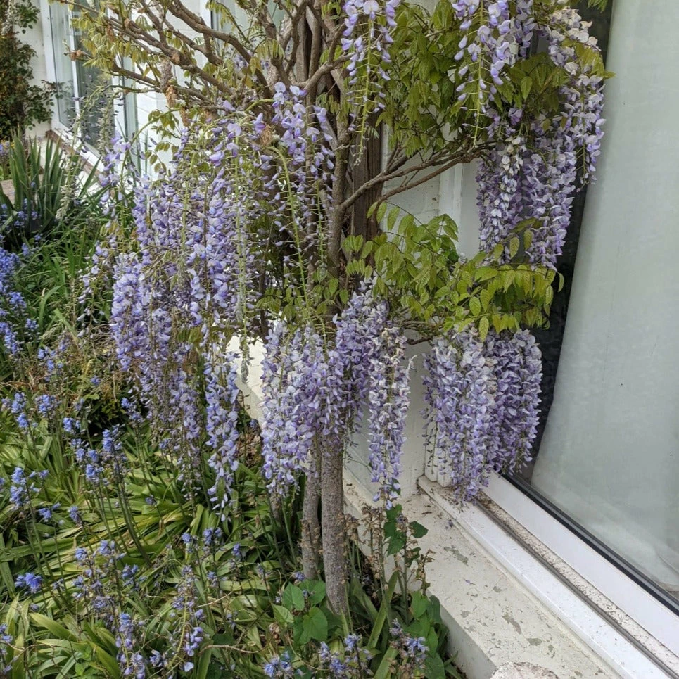 Roots Plants Wisteria Floribunda 'Macrobotrys' | Japanese Wisteria | On A 90cm Cane In A 3L Pot 4 Roots Plants Wisteria Floribunda 'Macrobotrys' | Japanese Wisteria | On A 90cm Cane In A 3L Pot