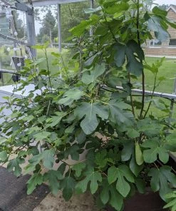 Roots Plants Brown Turkey Fig Tree Fruits 12 Roots Plants Brown Turkey Fig Tree Fruits