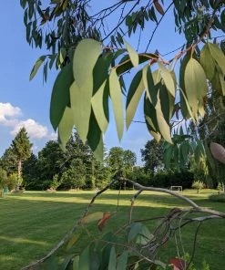 Roots Plants Snow Gum Tree | Eucalyptus Pauciflora 'Niphophila' Trees & Shrubs