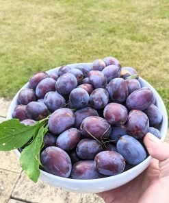 Roots Plants Fruits Victoria Plum Tree 18 Roots Plants Fruits Victoria Plum Tree