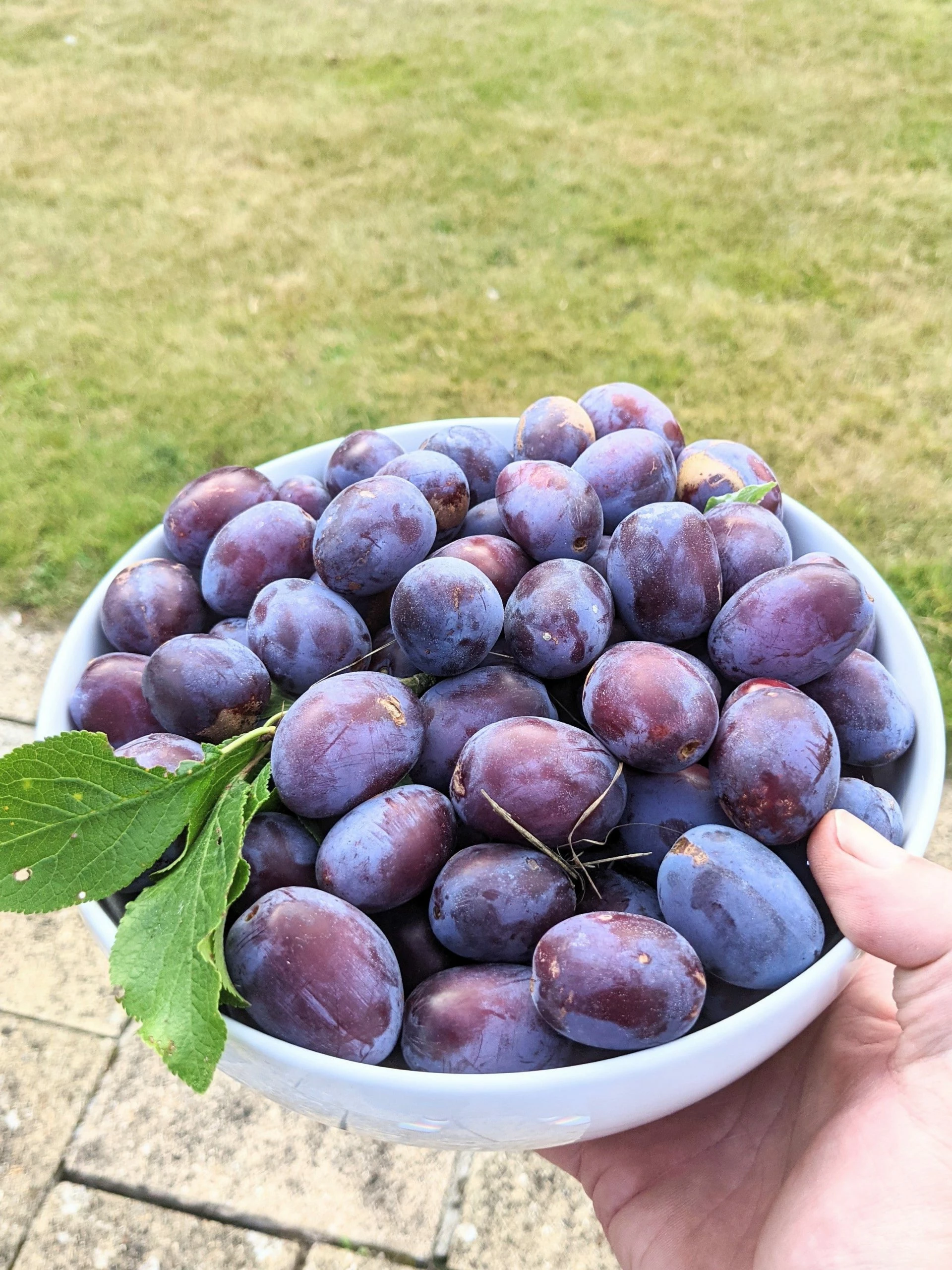 Roots Plants Fruits Victoria Plum Tree 10 Roots Plants Fruits Victoria Plum Tree