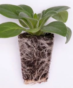 Roots Plants Petunias 12 Best Trailing Annuals For Hanging Baskets | Jumbo Plug Plants 11 Roots Plants Petunias 12 Best Trailing Annuals For Hanging Baskets | Jumbo Plug Plants