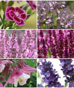 Roots Plants Pink & Purple Perennial Plants Collection | Flower, Foliage And Height