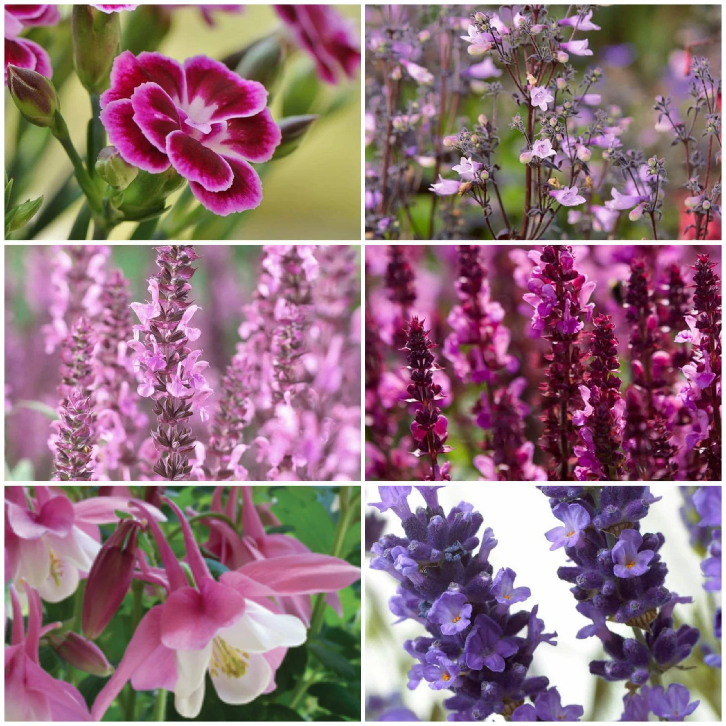 Roots Plants Pink & Purple Perennial Plants Collection | Flower, Foliage And Height 3 Roots Plants Pink & Purple Perennial Plants Collection | Flower, Foliage And Height