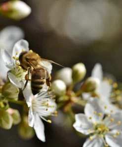 Roots Plants Merryweather Damson Tree Fruits