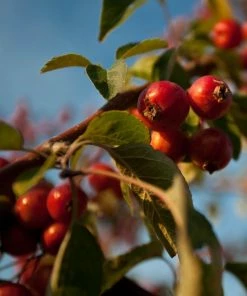 Roots Plants Trees & Shrubs Professor Sprenger' Crabapple Tree