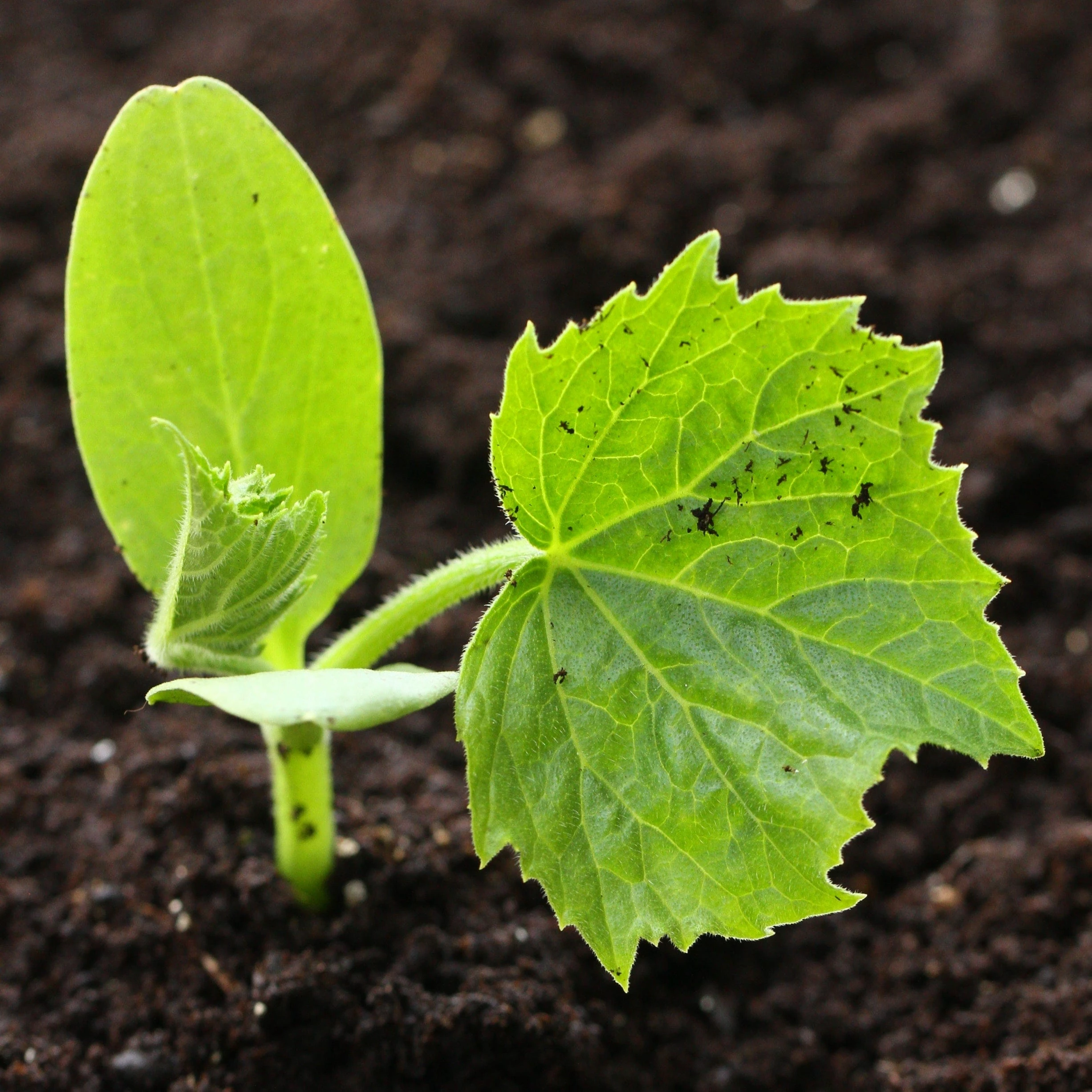 Roots Plants Root Vegetables 3 Organic 'Musquee De Provence' Winter Squash Plants 6 Roots Plants Root Vegetables 3 Organic 'Musquee De Provence' Winter Squash Plants