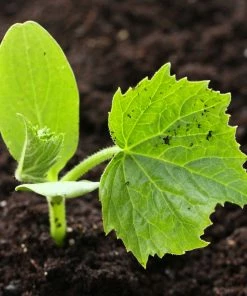Roots Plants Root Vegetables 3 Organic 'Buttercup' Winter Squash Plants