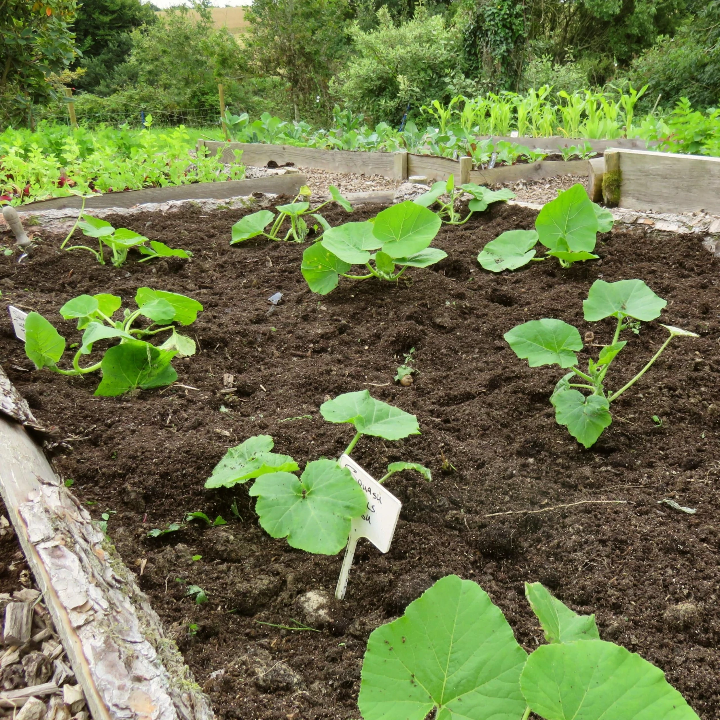 Roots Plants Root Vegetables 3 Organic 'Buttercup' Winter Squash Plants 5 Roots Plants Root Vegetables 3 Organic 'Buttercup' Winter Squash Plants