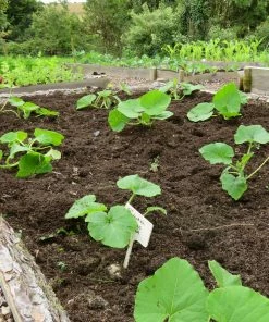 Roots Plants 10 Organic 'Giant Prague' Celeriac Plants