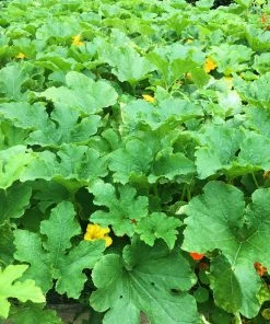 Roots Plants 3 Organic 'Sweet Dumpling' Winter Squash Plants