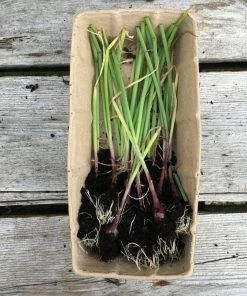 Roots Plants 20 Organic 'Red Baron' Red Onion Plants
