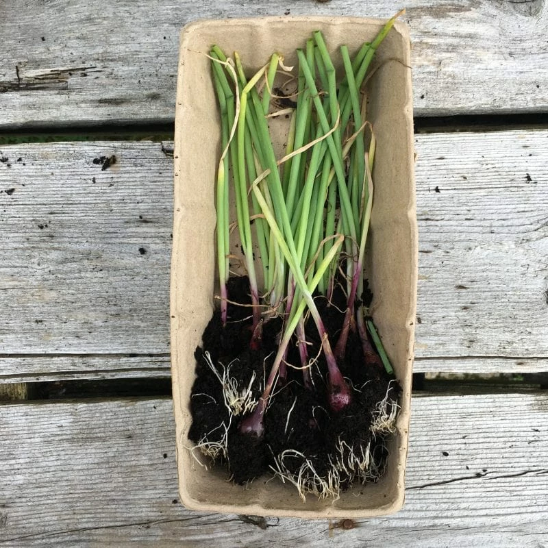 Roots Plants 20 Organic 'Red Baron' Red Onion Plants 4 Roots Plants 20 Organic 'Red Baron' Red Onion Plants