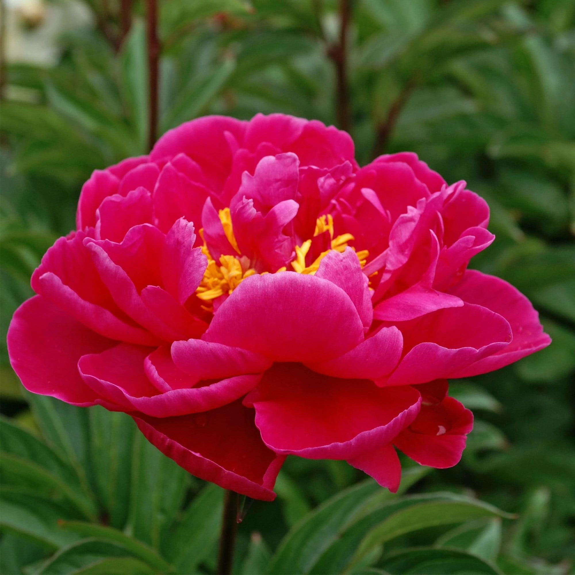 Roots Plants Peony 'Karl Rosenfield' | 3L Pot Perennials 4 Roots Plants Peony 'Karl Rosenfield' | 3L Pot Perennials