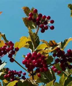 Roots Plants Royalty Crabapple Tree Fruits