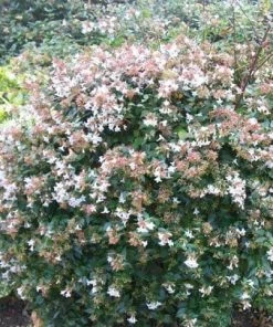 Roots Plants Abelia Grandiflora
