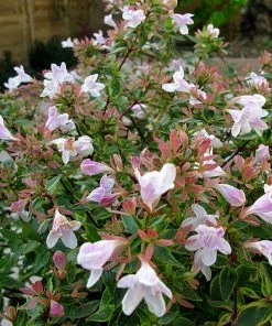 Roots Plants Abelia Sunshine Daydream