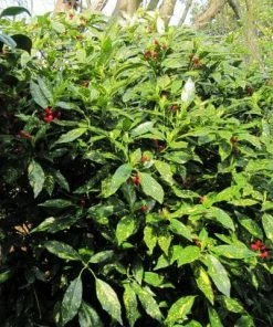 Roots Plants Aucuba Japonica Crotonifolia All Shrubs