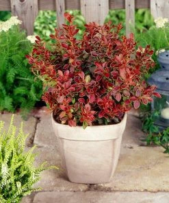 Roots Plants All Shrubs Berberis 'Admiration' | Japanese Barberry