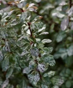 Roots Plants Berberis 'Harlequin' | Japanese Barberry