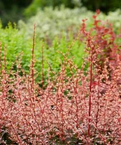 Roots Plants Berberis 'Harlequin' | Japanese Barberry