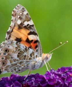 Roots Plants Buddleja Davidii Black Knight | Butterfly Bush All Shrubs