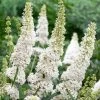 Roots Plants Buddleja Davidii White Profusion | Butterfly Bush
