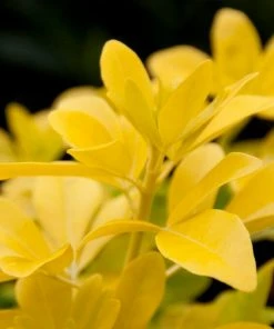 Roots Plants Best Small Evergreen Shrubs