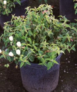 Roots Plants Cistus Corbariensis All Shrubs