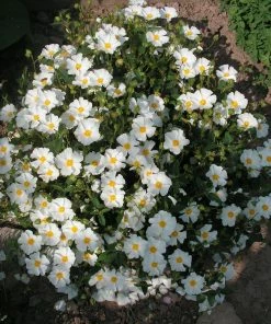 Roots Plants Cistus Corbariensis All Shrubs