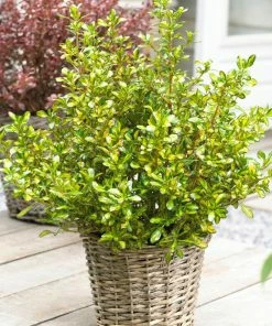 Roots Plants Coprosma Lemon And Lime