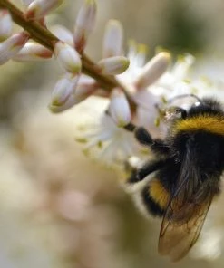 Roots Plants Cordyline Australis | New Zealand Palm
