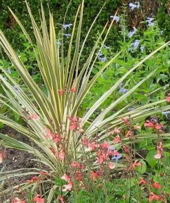 Roots Plants Cordyline Torbay Dazzler | New Zealand Palm
