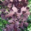 Roots Plants All Shrubs Cotinus Royal Purple | Smoke Tree