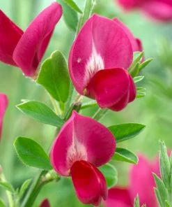 Roots Plants All Shrubs Cytisus Boskoop Ruby