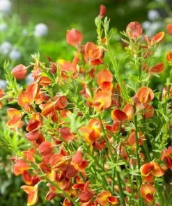 Roots Plants All Shrubs Cytisus Lena