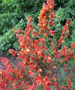 Roots Plants All Shrubs Cytisus Lena