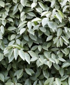 Roots Plants Best Flowering Evergreen Shrubs Hydrangea