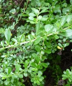 Roots Plants Escallonia Apple Blossom 9 Roots Plants Escallonia Apple Blossom