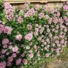Roots Plants Escallonia Pink Elle 2 Roots Plants Escallonia Pink Elle