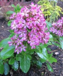 Roots Plants Escallonia Pink Elle