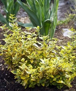Roots Plants Euonymus Emerald 'n' Gold