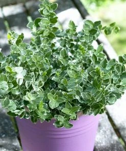 Roots Plants Euonymus Emerald Gaiety