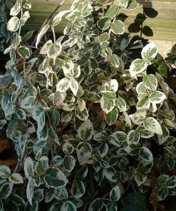 Roots Plants Euonymus Emerald Gaiety 16 Roots Plants Euonymus Emerald Gaiety