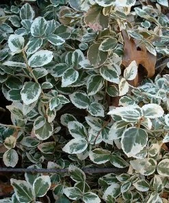 Roots Plants Euonymus Emerald Gaiety 17 Roots Plants Euonymus Emerald Gaiety