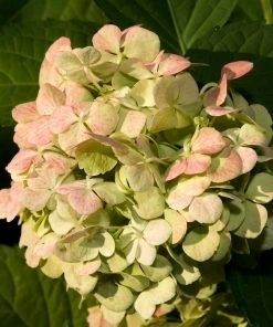 Roots Plants Hydrangea Macrophylla Madame Emile Mouillere