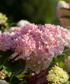 Roots Plants Hydrangea Paniculata Vanille Fraise