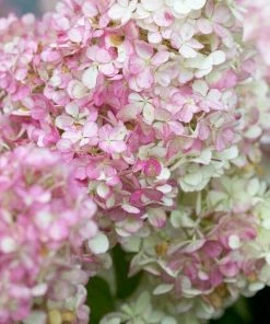 Roots Plants Hydrangea Paniculata Vanille Fraise 8 Roots Plants Hydrangea Paniculata Vanille Fraise