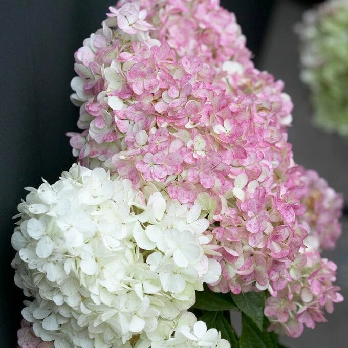 Roots Plants Hydrangea Paniculata Vanille Fraise 6 Roots Plants Hydrangea Paniculata Vanille Fraise