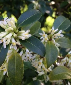 Roots Plants All Shrubs Osmanthus X Burkwoodii